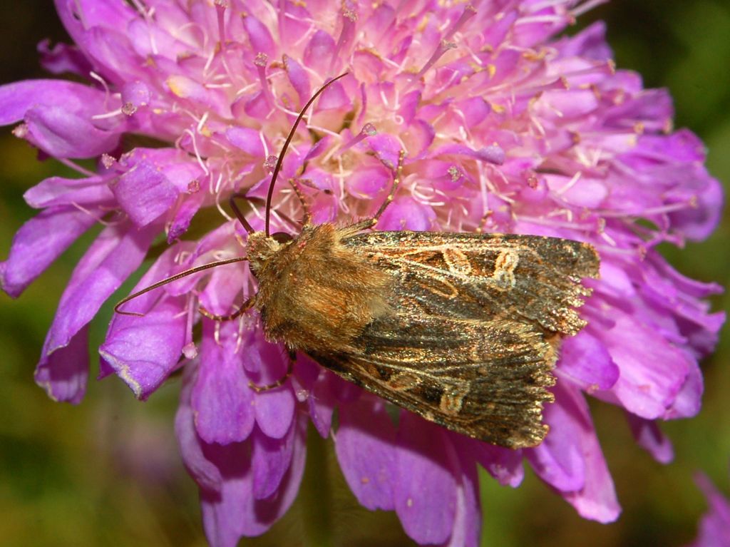 Chersotis alpestris?